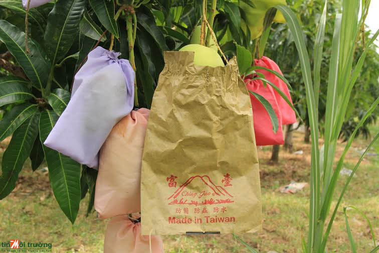 Bến[-]Tre:[-]Thương[-]lái[-]"lạ"[-]cung[-]cấp[-]bao[-]bọc[-]trái[-]xoài[-]bất[-]thường